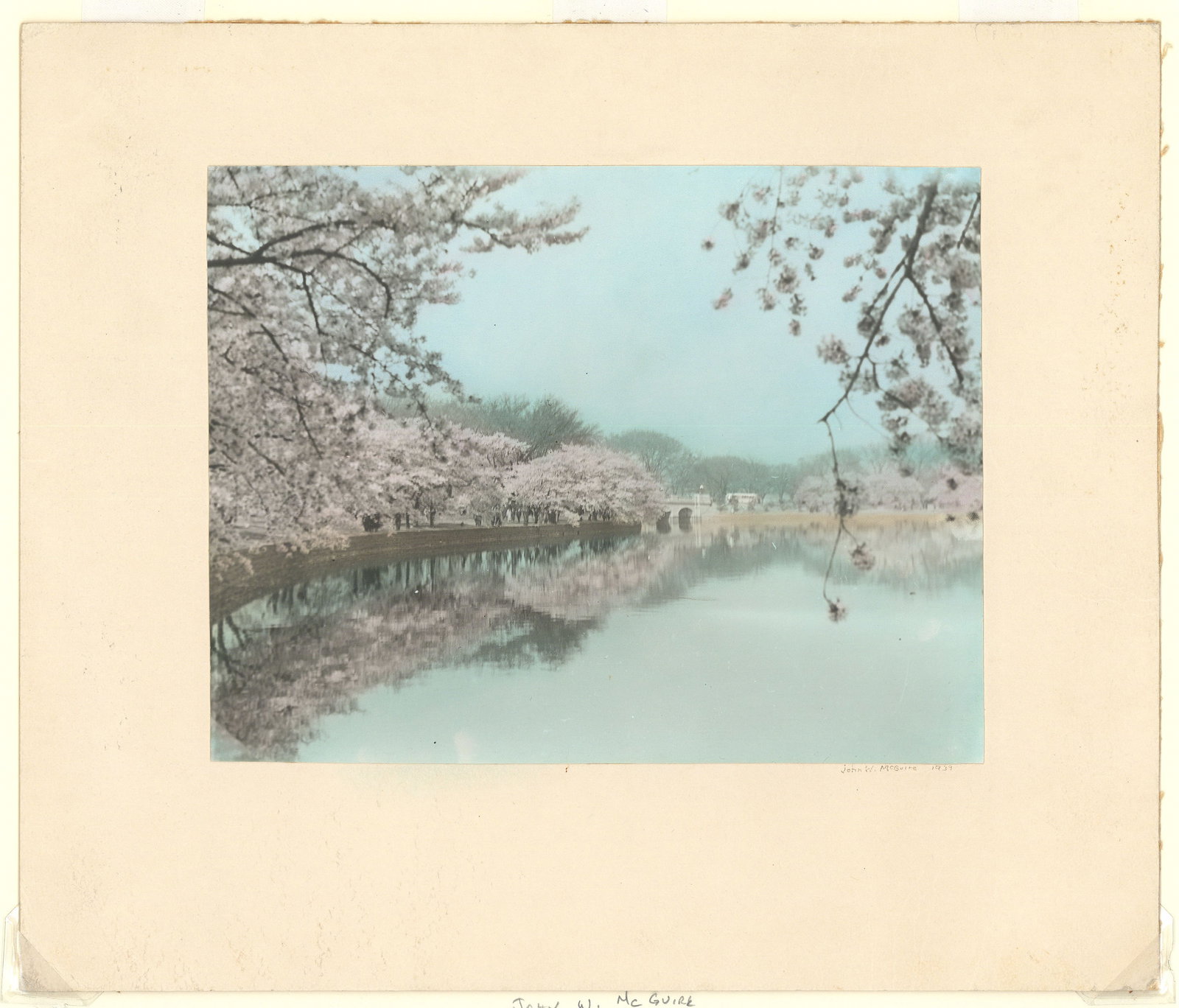 John W. McGuire, Cherry Blossom, Hand Colored Photograph: Title: Cherry Blossoms. strong> Artist: John W. McGuire Hand colored photograph, 1939. Signed and dated in pencil. Image size 7 1/4 x 9 1/2" (18.4 x 24.1 cm). Information about the artist and the prin