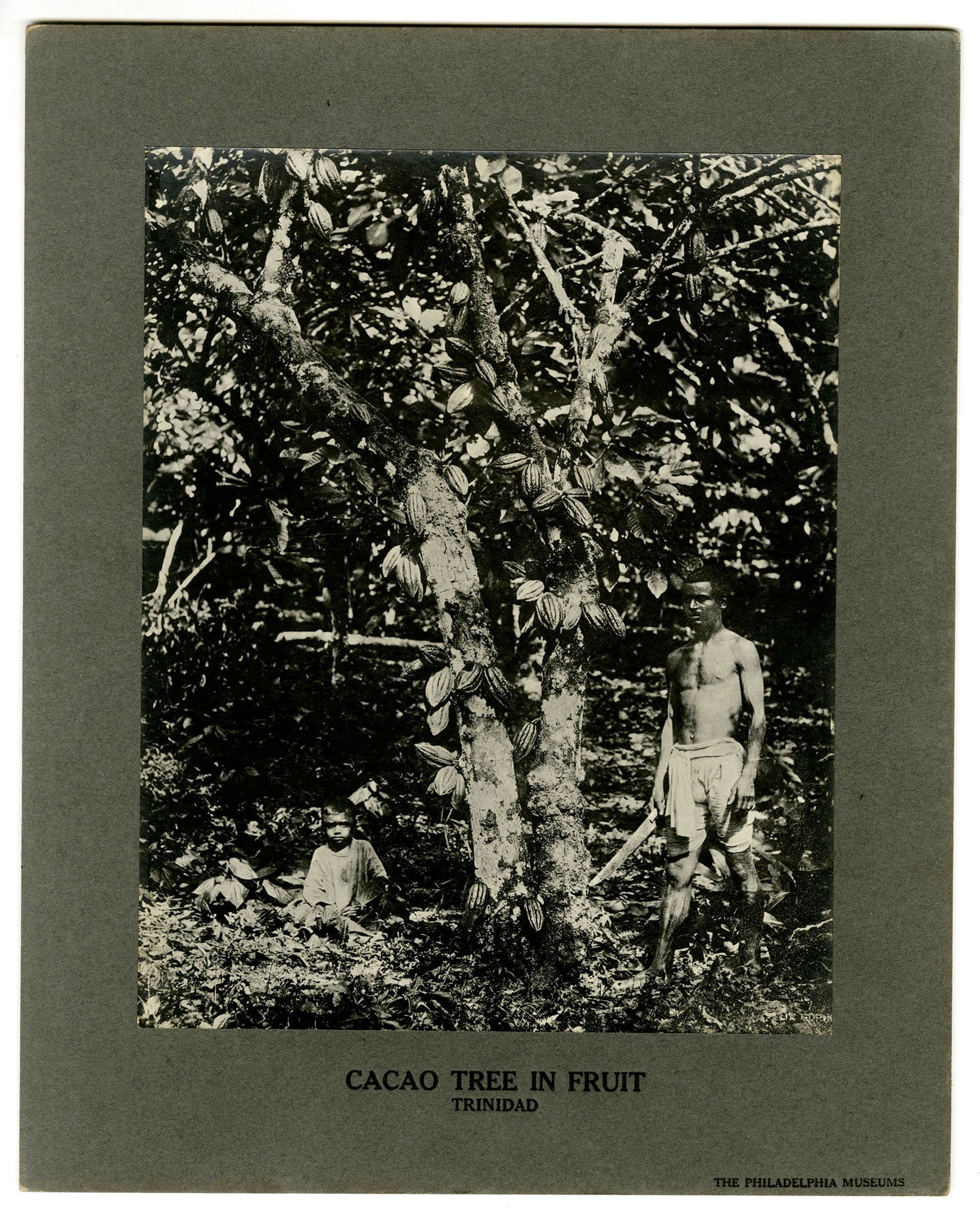 The Philadelphia Museum, Cacao Tree in Fruit, Silver gelatin photograph (1 of 2)