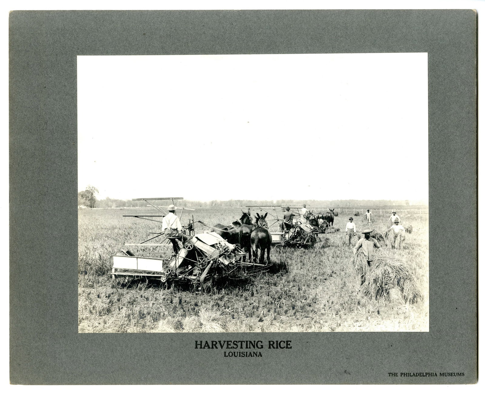 The Philadelphia Museum, Harvesting Rice - Louisiana, Silver gelatin photograph: Title: Harvesting Rice - Louisiana Artist: The Philadelphia Museum Silver gelatin photograph, 1910s. Image size 9 1/2 x 12" (241 x 304 mm). Rice is one of the oldest cereals in cultivation and is, in 