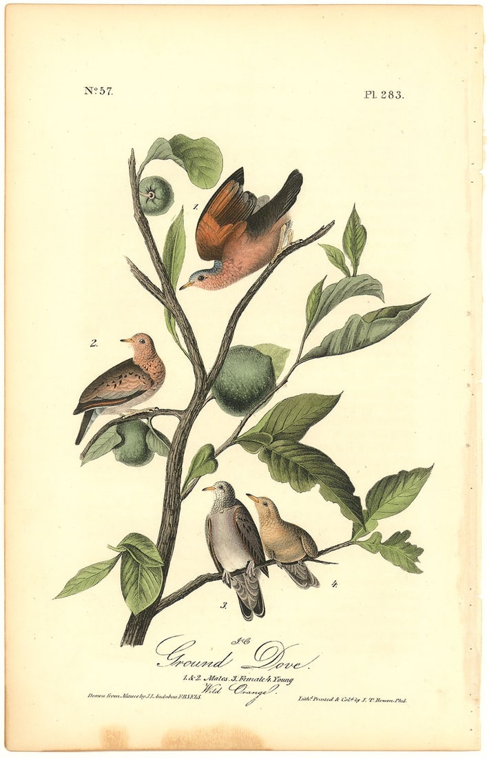 John James Audubon, (Octavo) Ground Dove. (Males, females and young). (Wild orange). Plate 283, (1 of 1)