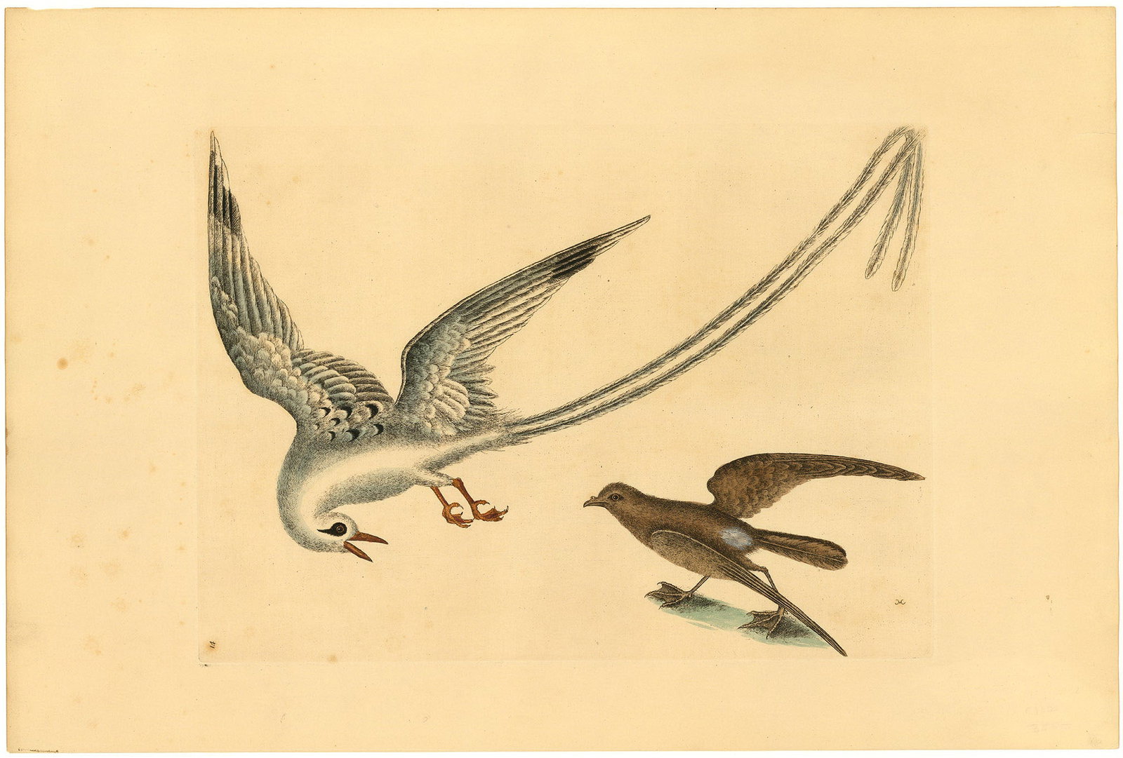 Mark Catesby, Avis Tropicorum: The Tropic Bird; Larus minimus marinus, naribus tubulatis: The: Title: Avis Tropicorum: The Tropic Bird; Larus minimus marinus, naribus tubulatis: The Storm-Finck, or Pittrel. Artist: Mark Catesby (1683-1749) Handcolored engraving, 1800. Fourth Edition. Publishe