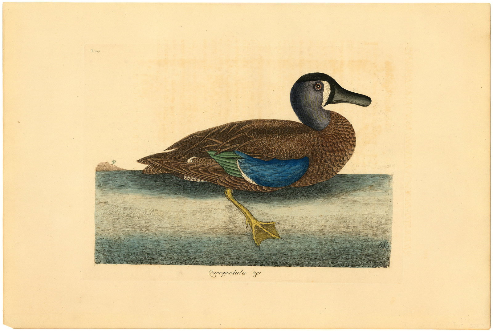 Mark Catesby, Querquedula Americana Variegata: The White-Faced Teal, Handcolored Engraving: Title: Querquedula Americana Variegata: The White-Faced Teal. Artist: Mark Catesby (1683-1749) Handcolored engraving, 1800. Fourth Edition. Published in London. Paper size 21 1/6 x 14 5/16"