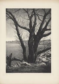 Alan Crane, Spring Willow, Lithograph