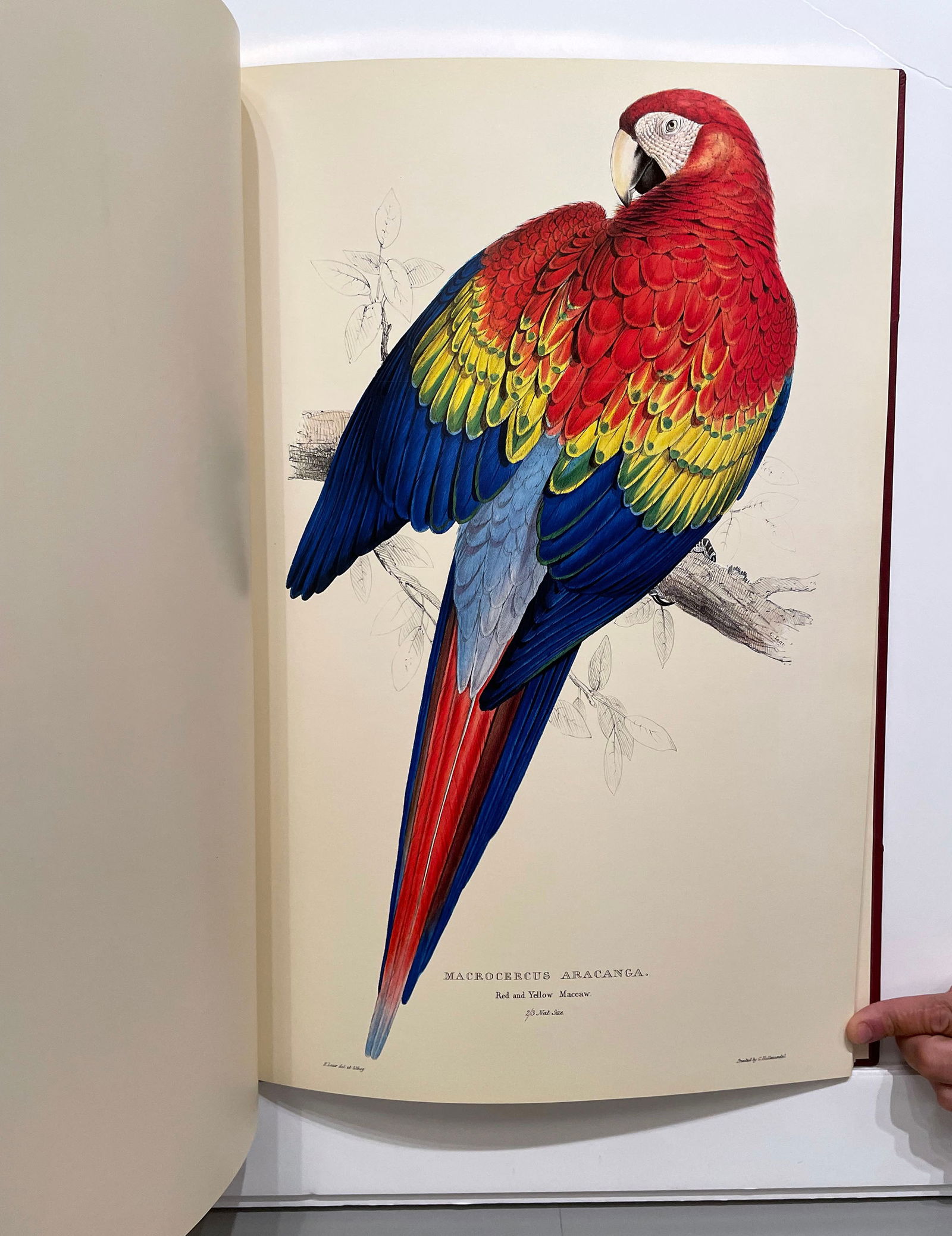 Edward Lear Illustrations of the Family of Psittacidae or Parrots.: Title: Illustrations of the Family of Psittacidae or Parrots. Artist: Edward Lear (1812-1888) Bound in publisher's burgundy half morocco with matching cloth sides, top edge gilt. 1978 Published: Lo