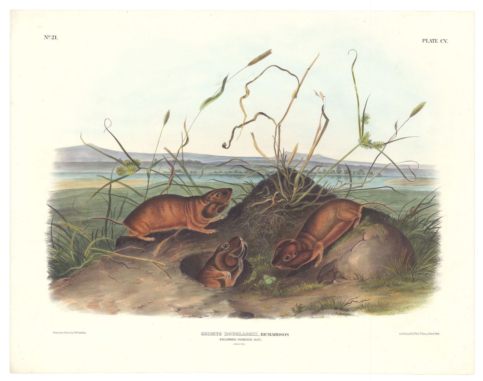 Original 1848 Audubon Imperial Edition 'The Camas Rat' | eBay