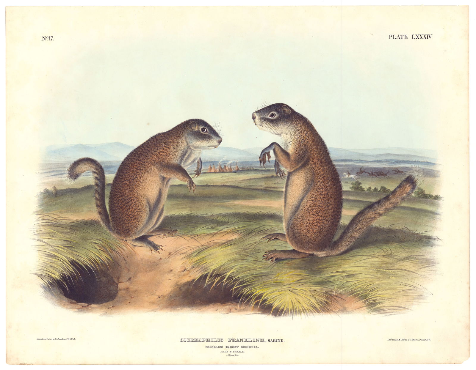 Franklins Marmot , Imperial Quadrupeds, Audubon 1845. (1 of 4)