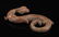 Warring State-Gold Silver on Bronze "S" Shape Dragon - 3