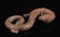 Warring State-Gold Silver on Bronze "S" Shape Dragon - 4