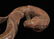 Warring State-Gold Silver on Bronze "S" Shape Dragon - 5
