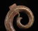 Warring State-Gold Silver on Bronze "S" Shape Dragon - 7