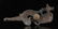 Warring State-Gold Silver on Bronze w/ Gem Dragon - 3