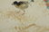 Chao Shao-an - Flower and Bird Painting - 4