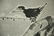 Cui Ruzuo Flower Bird Painting - 4
