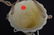 Unmarked Small Hanging Basket/ Wall Pocket w/ Leaf and - 4
