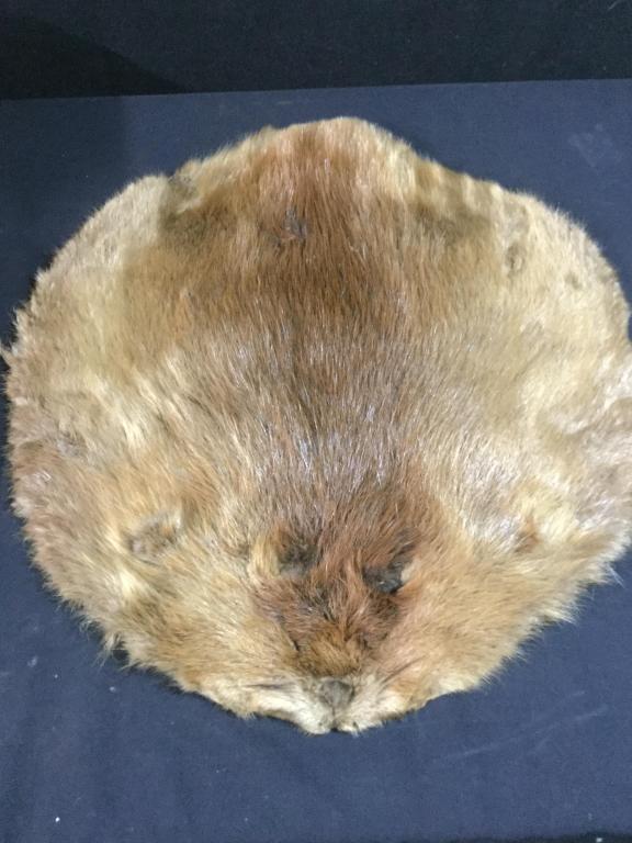 Beaver Hide: Measures 23 3/4" l x 20" w. Nice tanned piece in great condition.