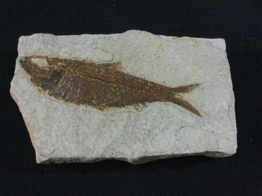 Knightia Eoceana Fish Fossil From Wyoming: Measures 6"l x 3 1/2"w x 1"h. Weighs 629.4g. Fossil is 5"l & in great condition.