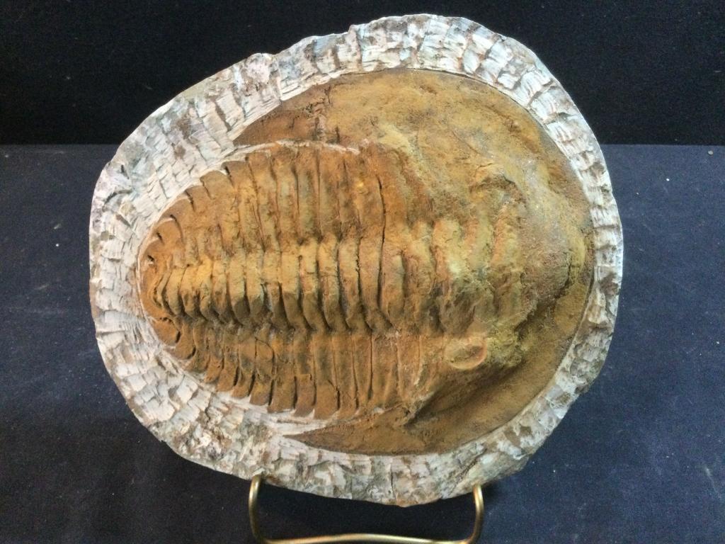 Trilobite Fossil: Pretty neat piece. measures 9" x 8". Excellent specimen. Value 65.00-125.00