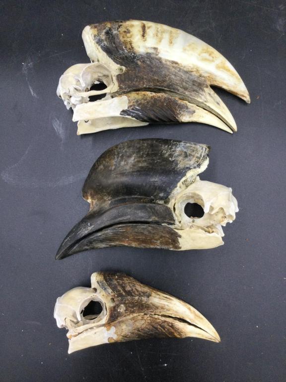 Hornbill Skull: Total of 3 in this lot, good for scrimshaw or paint. The largest is 4"h x 7.5"l and the smallest is 2.5"h x 5.5"l. See pictures. Please carefully read our terms of sale,
