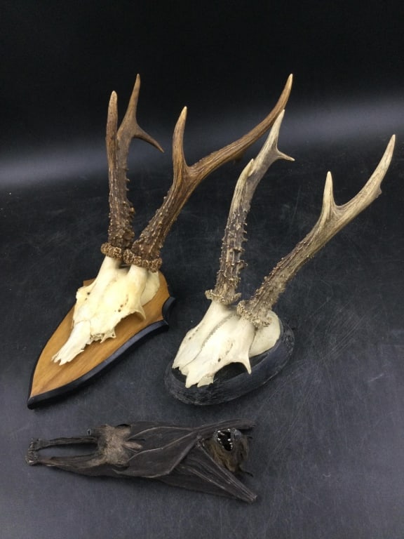 Taxidermy Lot (1 of 4)
