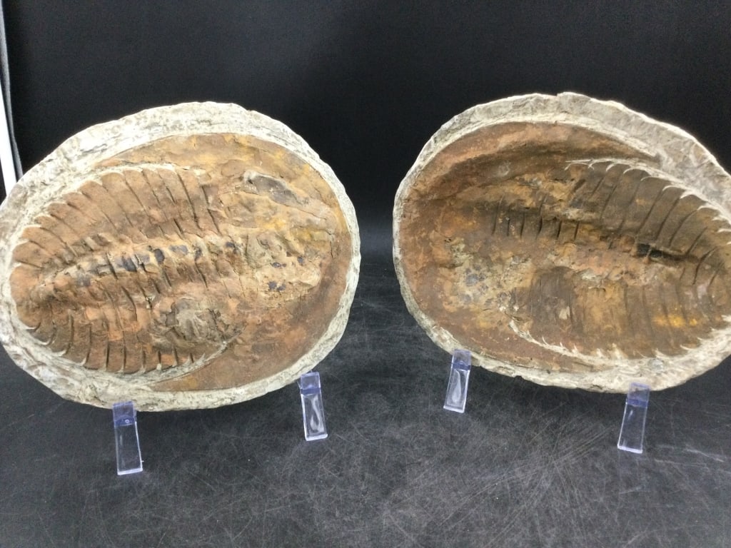Trilobites Fossils: Neat lot that is both halves of the fossils. They are heavy and measures 10" x 8". See pictures, Condition is consistent with age. No refunds given.