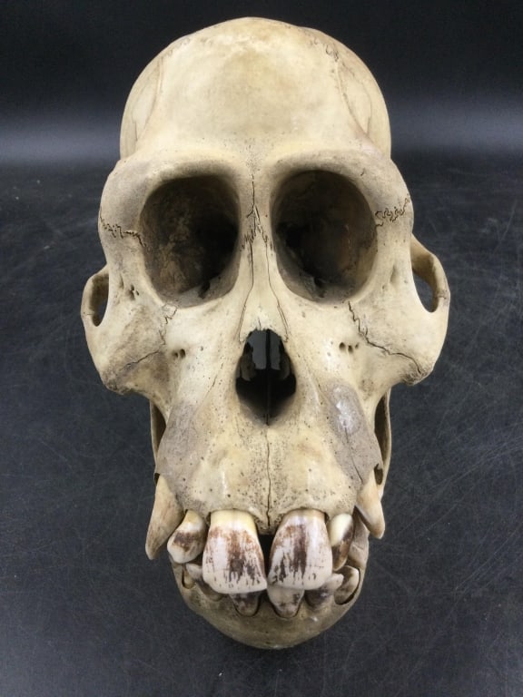 Monkey Skull (1 of 4)