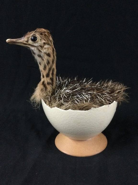 Taxidermy Ostrich: Baby bird in egg. Cool piece breaking out of her or his shell. Measures 7.5" x 5.5". Condition is good, see pictures. No refunds given.