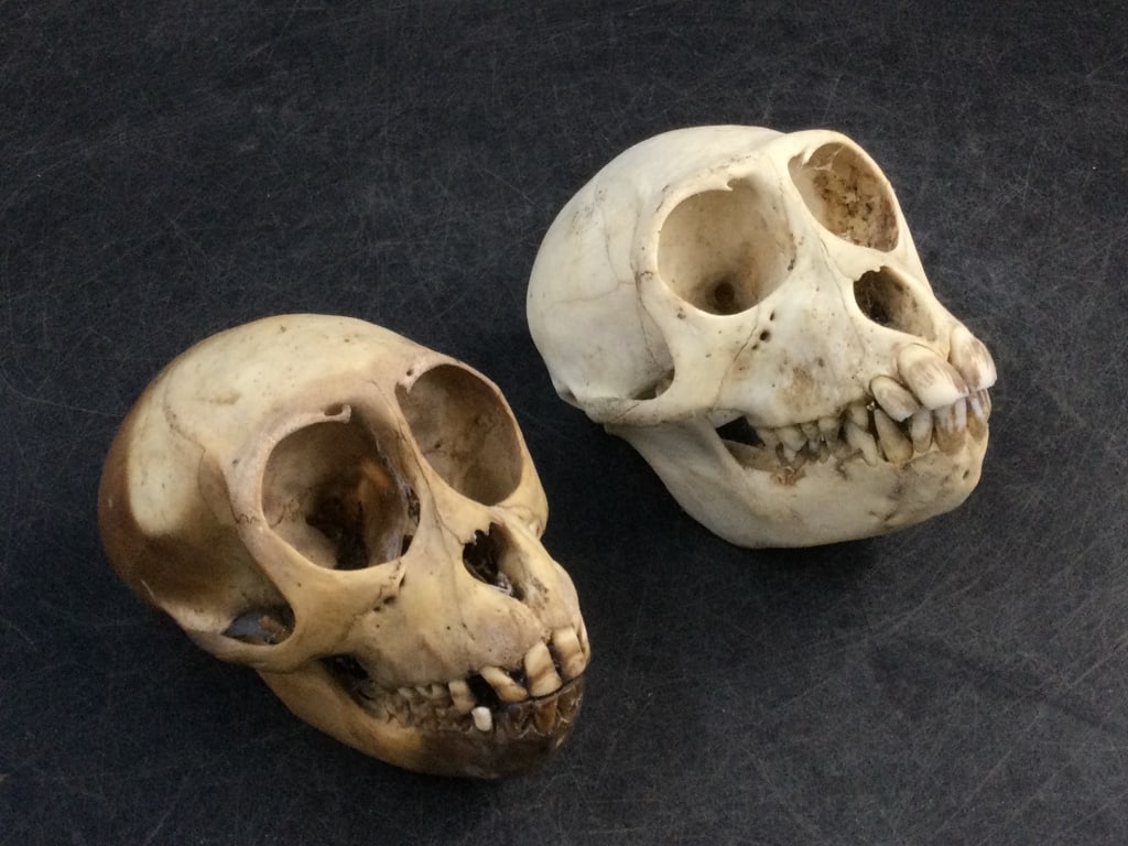Animal Skulls (1 of 3)
