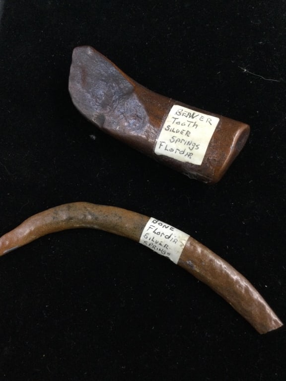 Fossilized Items: One is a tool and measures 4 1/4"l. The other is Rib Bone tool 6.5"l.. They were both found in Silver Springs, Florida. See pictures. No refunds given. Condition Information: It is the responsibility 