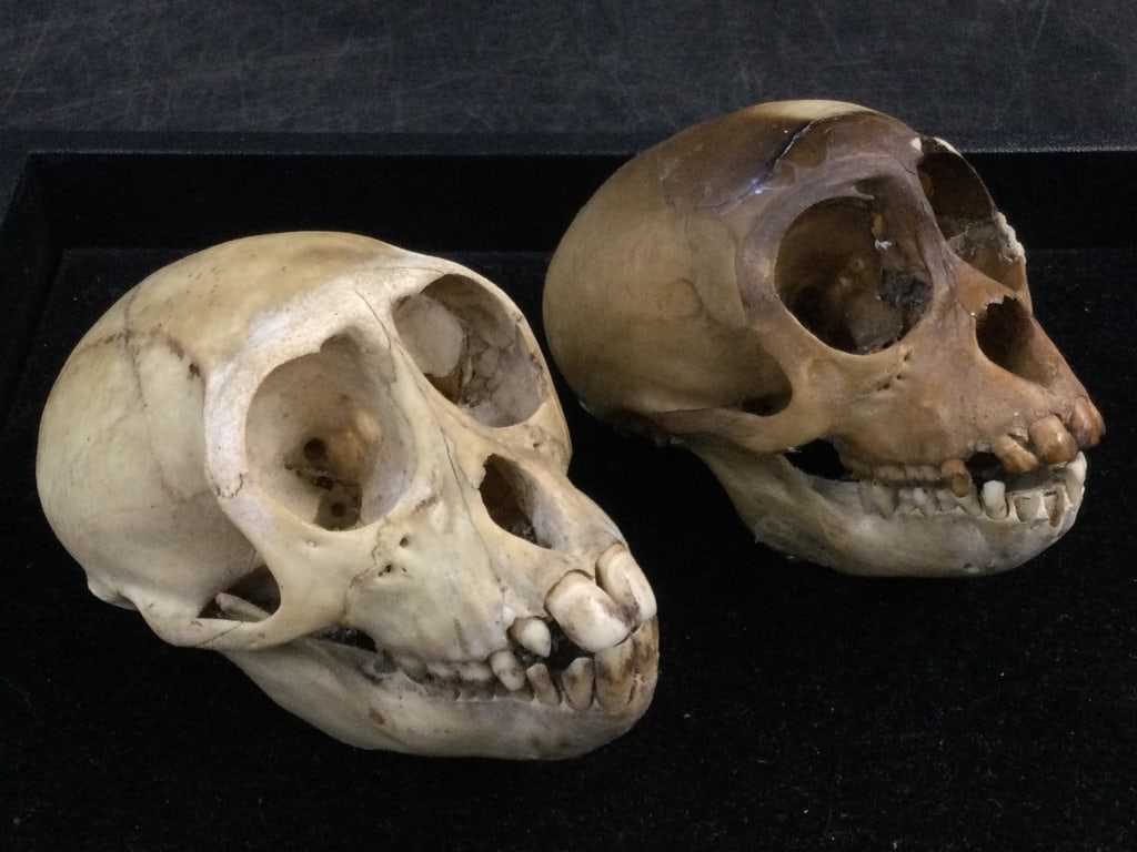 Animal Skulls (1 of 2)