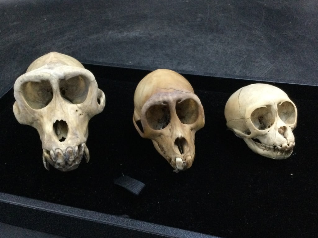 Monkey Skulls (1 of 3)