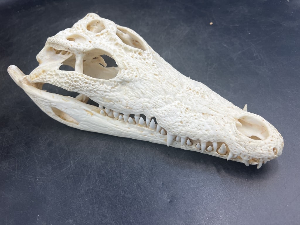 Crocodile Skull (1 of 3)