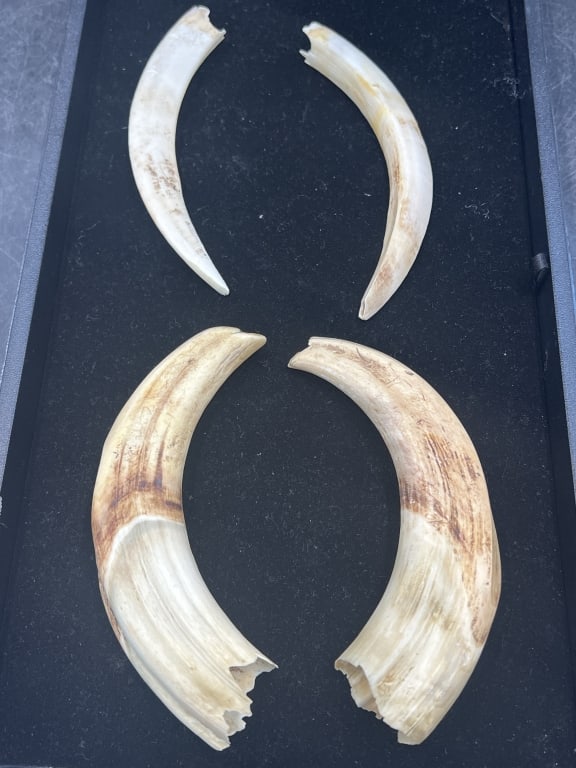 Warhog Tusks (1 of 2)