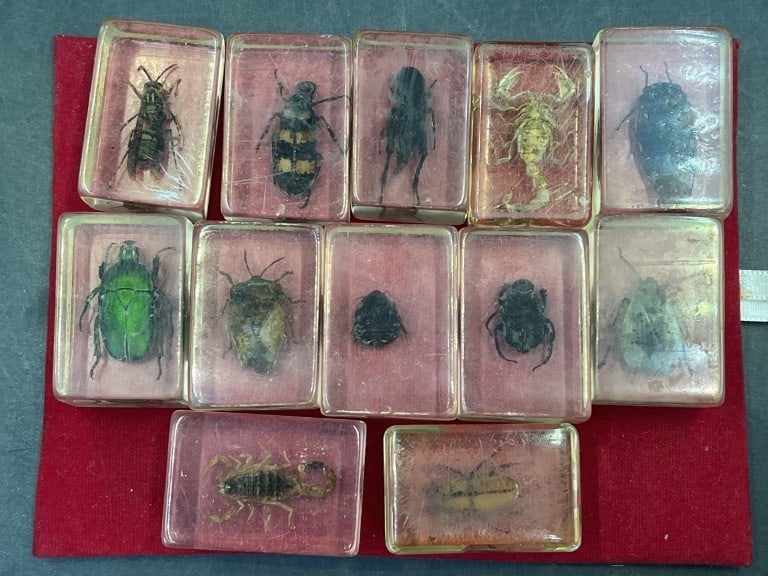Specimens Insects Encased in Lucite: Pretty neat little collection of 13 specimens. The measures average 1 3/14" x 1 1/4" x 1". There is a mixture see pictures. Condition is consistent on age. No refunds given.