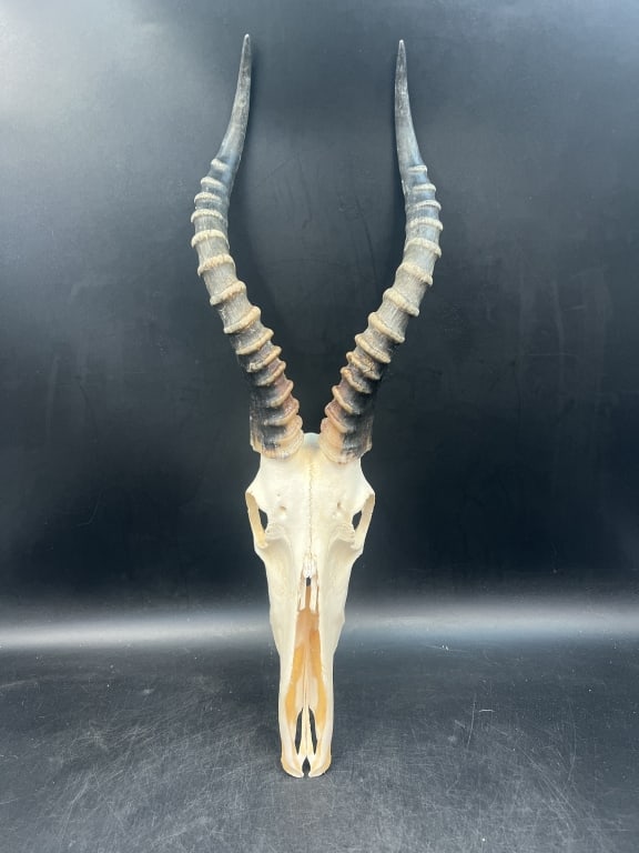 European Skull Mount: Measures 24" ; x 7.5"w. See pictures. Condition is consistent with age and use. No refunds given.