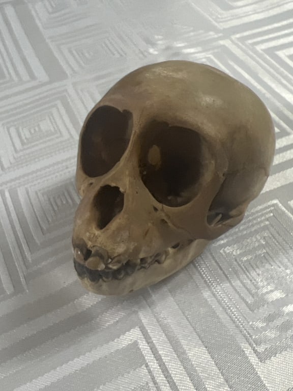 Monkey Skull: Neat piece that measures about 2' h x 3 1/4"l. Condition is consistent with age, see pictures. No refunds given.