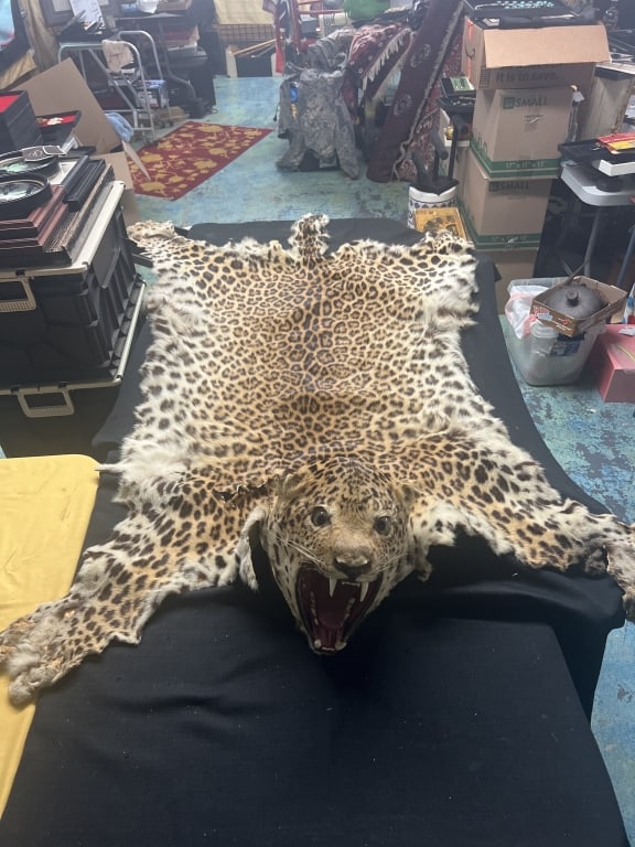 Very Old Antique Rug Taxidermy (1 of 10)