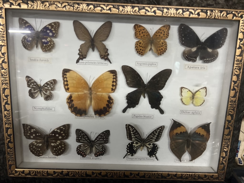 Butterfly Display (1 of 5)