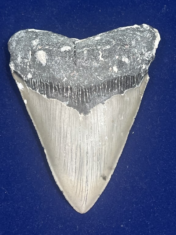 Large Shark Tooth: Shark tooth measures 5 1/4" x 4 1/4". Condition is consistent with age and use, no cracks. See pictures. No refunds given.Condition Information: It is the responsibility of the buyer to obtain