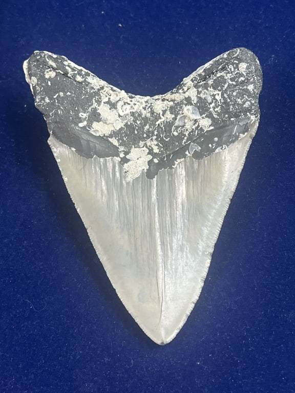 Large Shark Tooth - 2