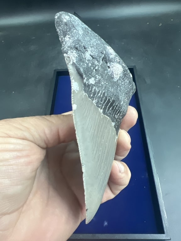 Large Shark Tooth - 3