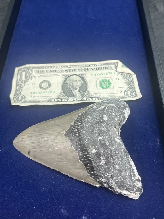 Large Shark Tooth - 4
