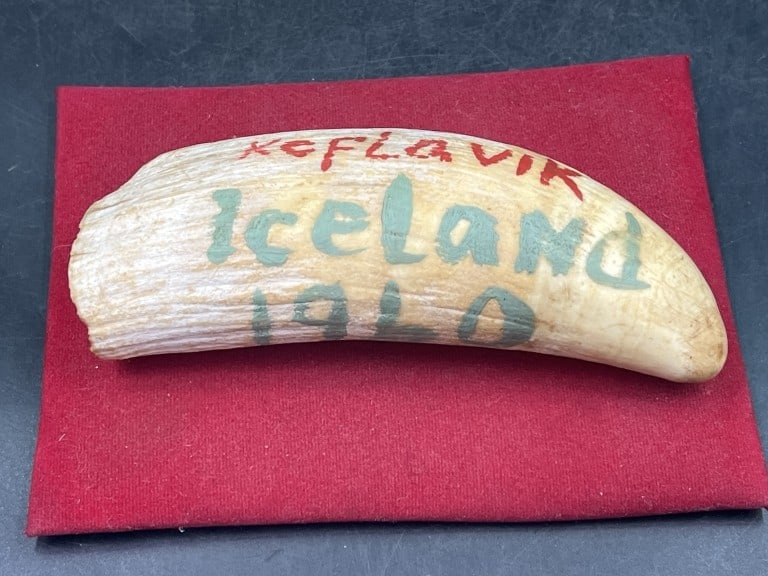Large Whale Tooth