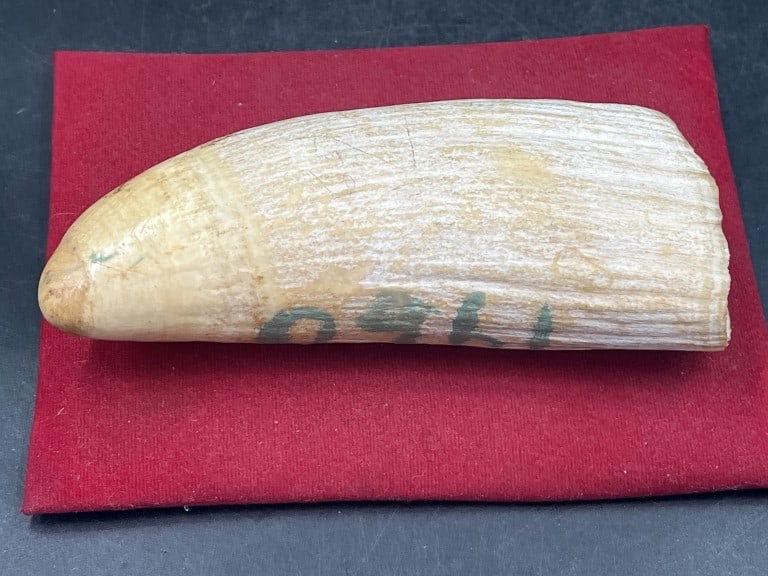 Large Whale Tooth - 2