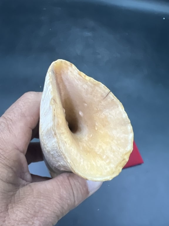 Large Whale Tooth - 4