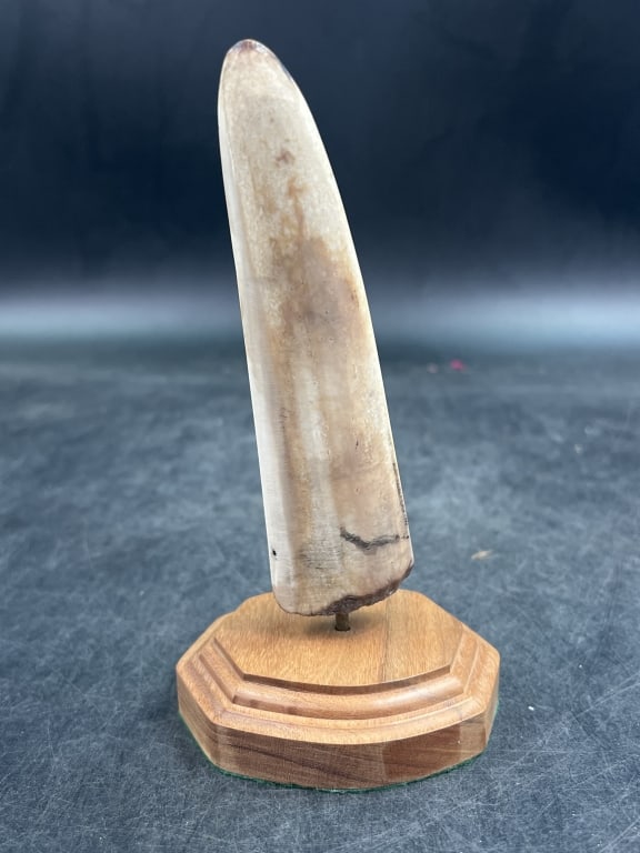 Fossilized Scrimshaw Artwork - 3