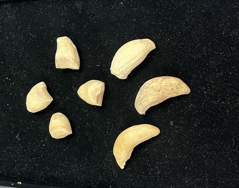Walrus Teeth etc: Total of 7 pieces in this lot .walrus and whale teeth They measures about 1" to 2 1/4". Condition is consistent with age and use. See pictures. No refunds given.Condition Information: It is