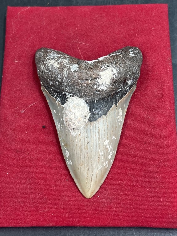 Large Shark Tooth: Measures 4 1/2' x 3". Condition is consistent with age, see pictures. No cracks. No refunds given.Condition Information: It is the responsibility of the buyer to obtain all possible information