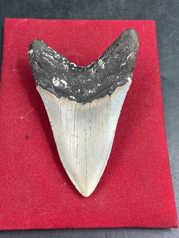 Large Shark Tooth - 2