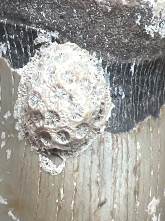 Large Shark Tooth - 4