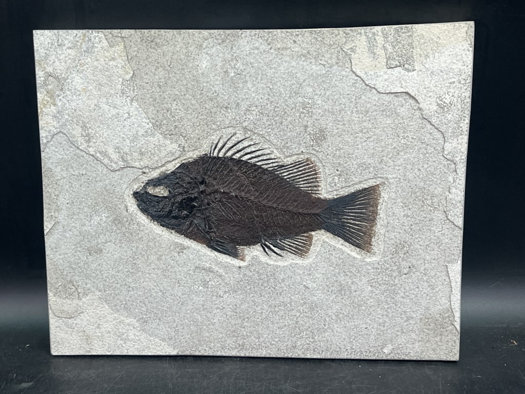 Fossil Priscacara Fish: From the Green River in Wyoming. Exhibit detailed preservation of their skeletal structure. This is a extinct genus of temperate bass that lived during the Eocene epoch approx 50 million years